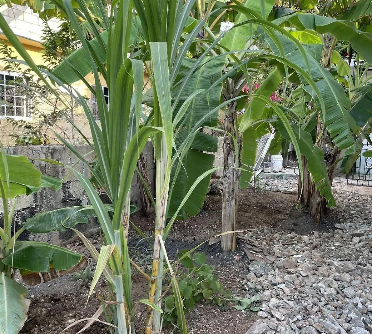 Jade Coast Getaway Near Montego Bay Apartman